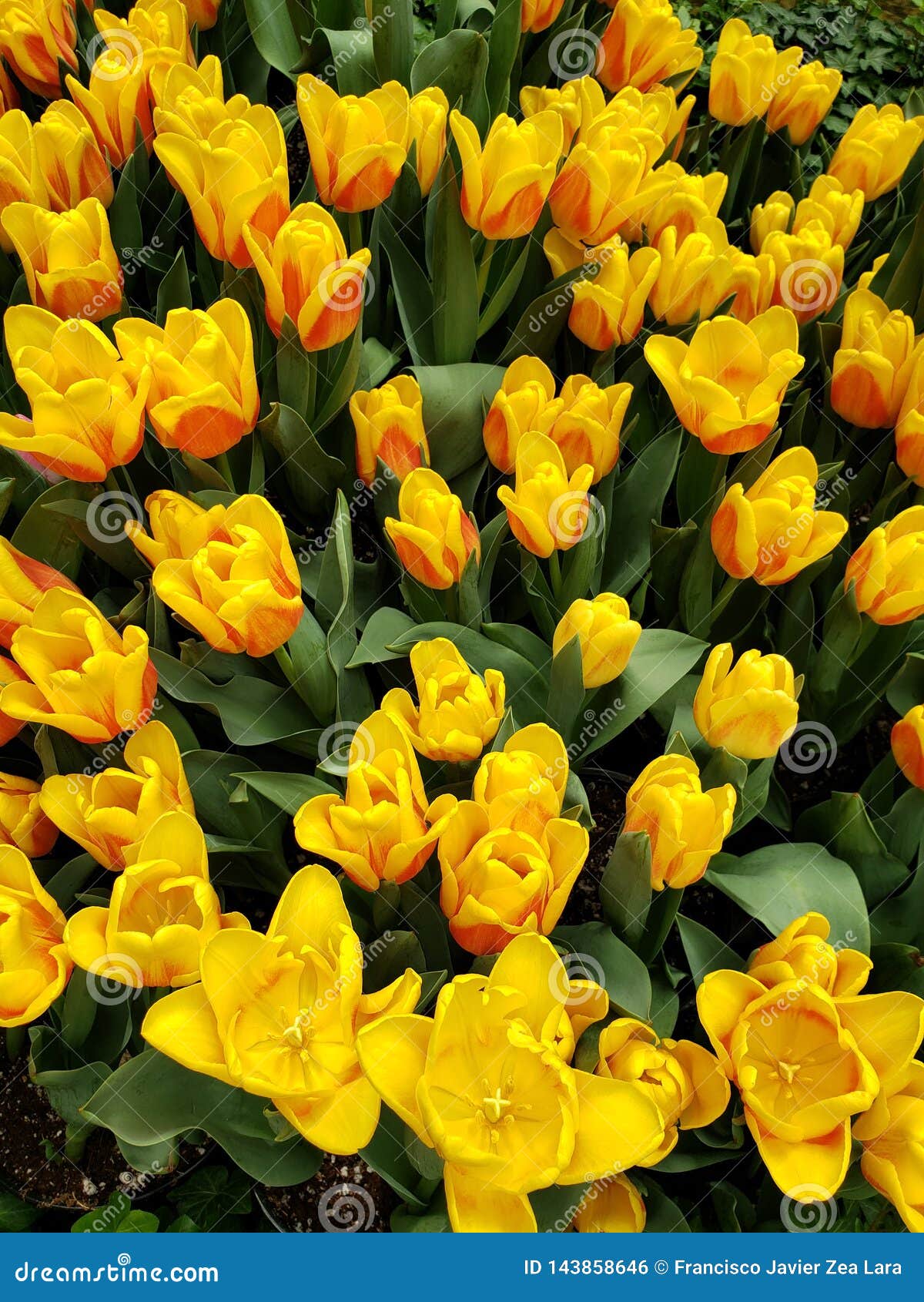 Yellow Tulip Flower With Red In A Botanical Garden Stock ...