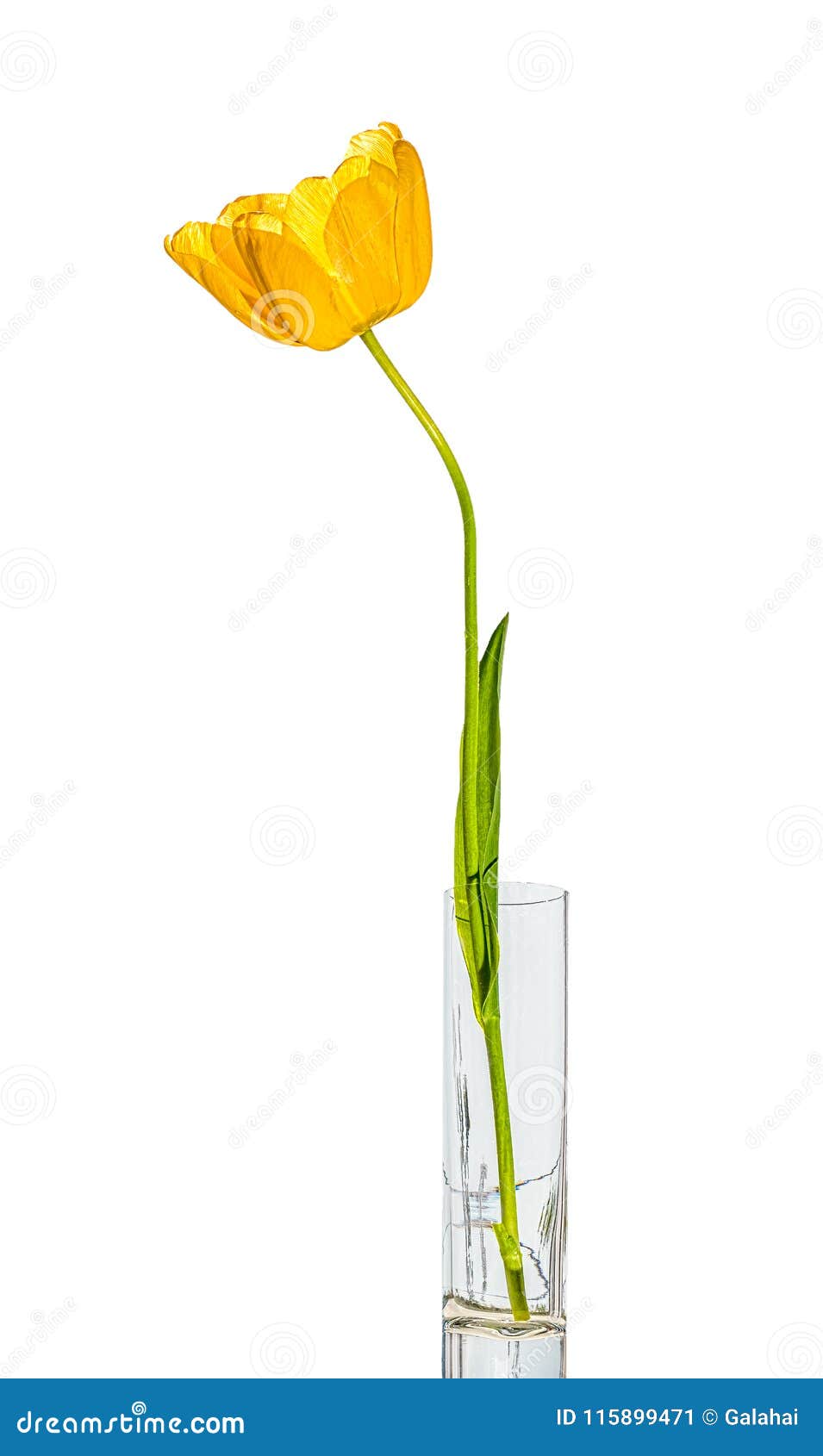 Download Yellow Tulip In A Glass Goblet On A White Background Stock Image Image Of Tulip Flower 115899471 Yellowimages Mockups