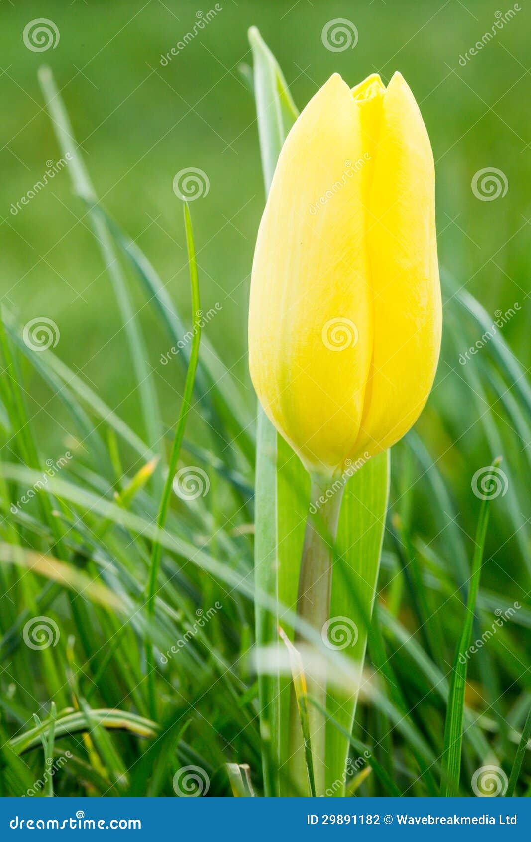 Yellow tulip growing stock photo. Image of yellow, blooming 29891182
