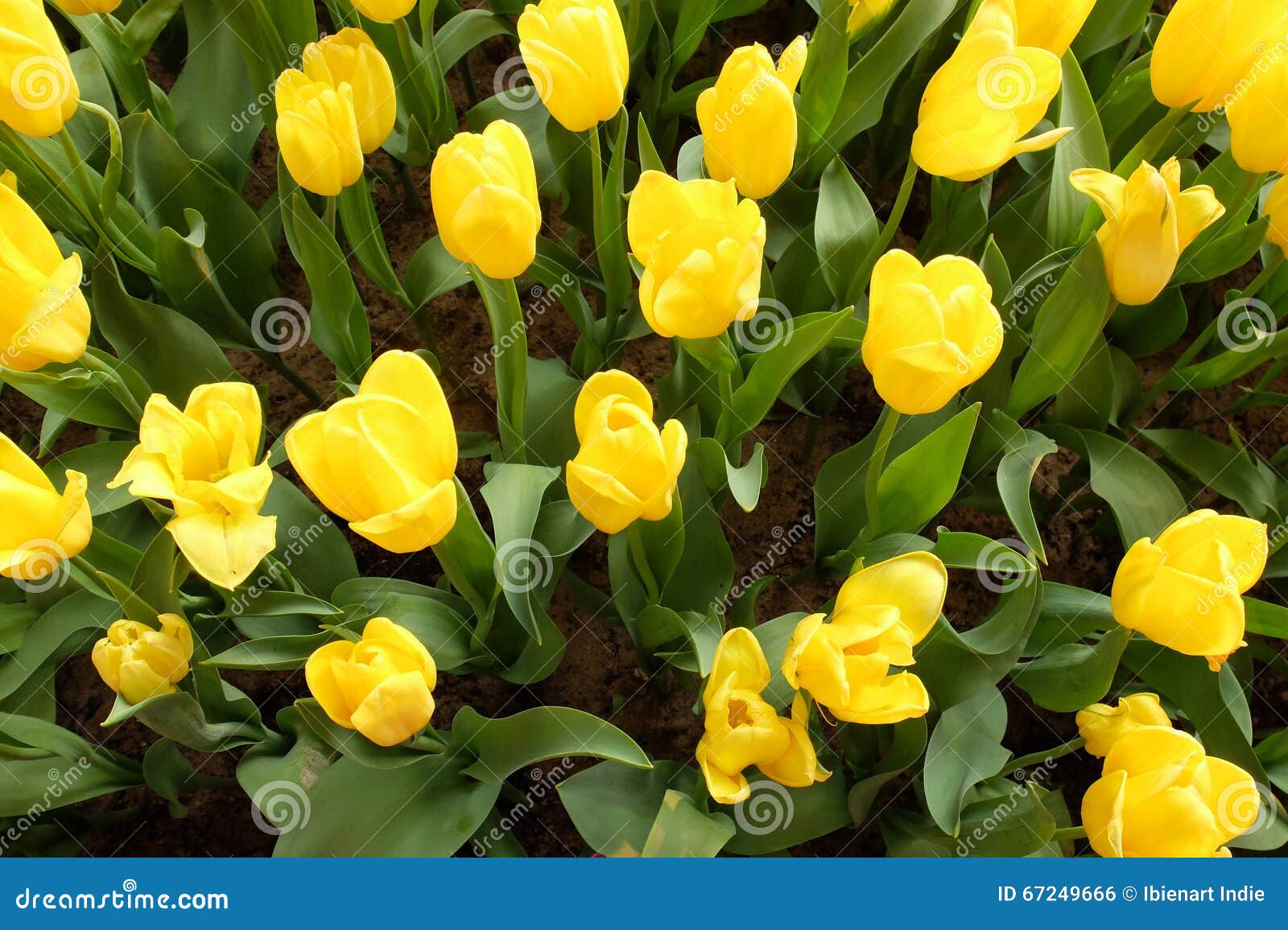 Yellow tulip, Top view stock photo. Image of flower, nature - 67249666