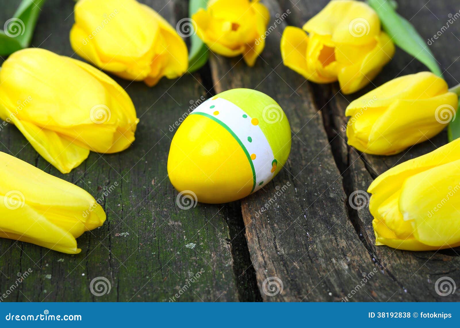 Yellow Tulips Around an Easter Egg Stock Photo Image of locate