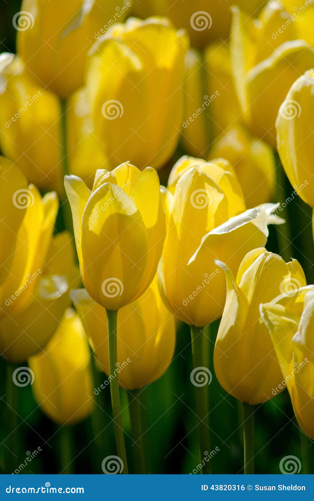 Yellow tulips blooming stock photo. Image of tulips, spring 43820316