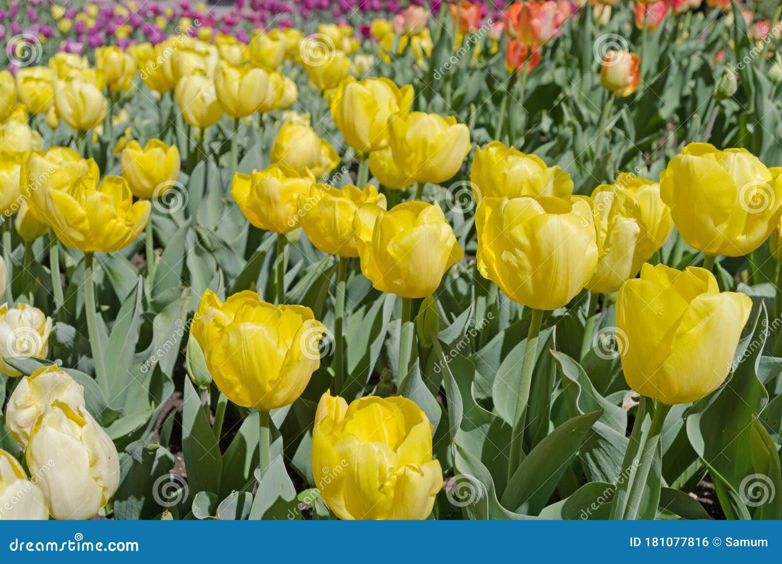 Yellow tulips on flowerbed stock photo. Image of multicolored - 181077816