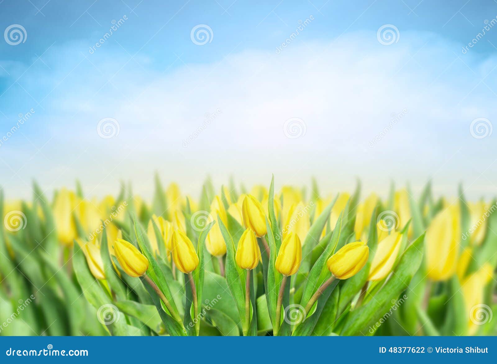 Yellow Tulips Over Sky Spring Flowers Background Stock Photo Image