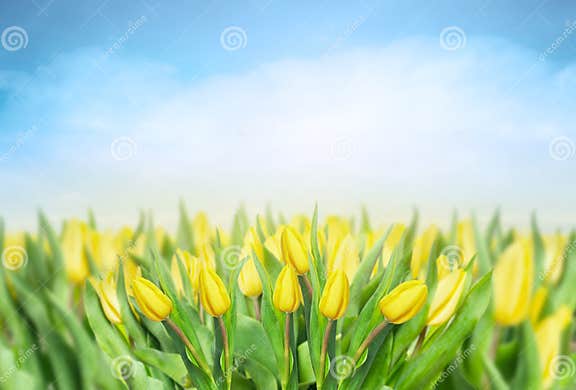 Yellow Tulips Over Sky , Spring Flowers Background Stock Photo - Image ...