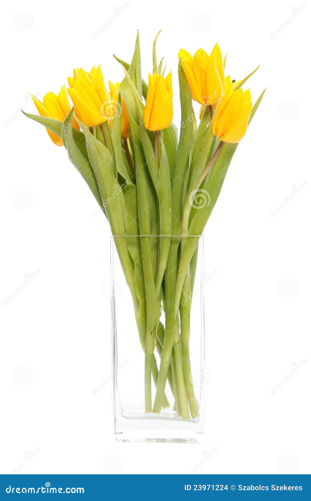 Yellow tulips in vase stock photo. Image of tulips, celebrate 23971224