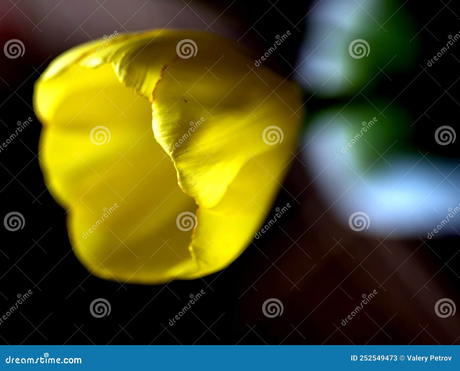 Bright Fresh Yellow Tulips in a Vase Stock Image Image of greeting, holiday 252549473