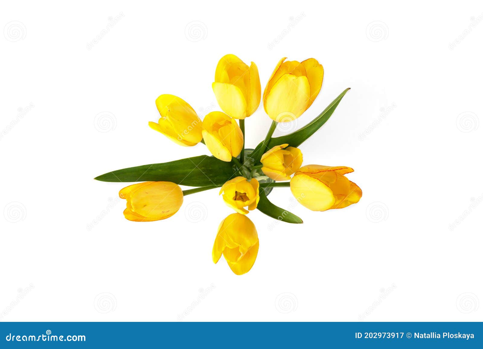 Yellow Tulips in Vase Isolated on White Background Stock Image - Image ...