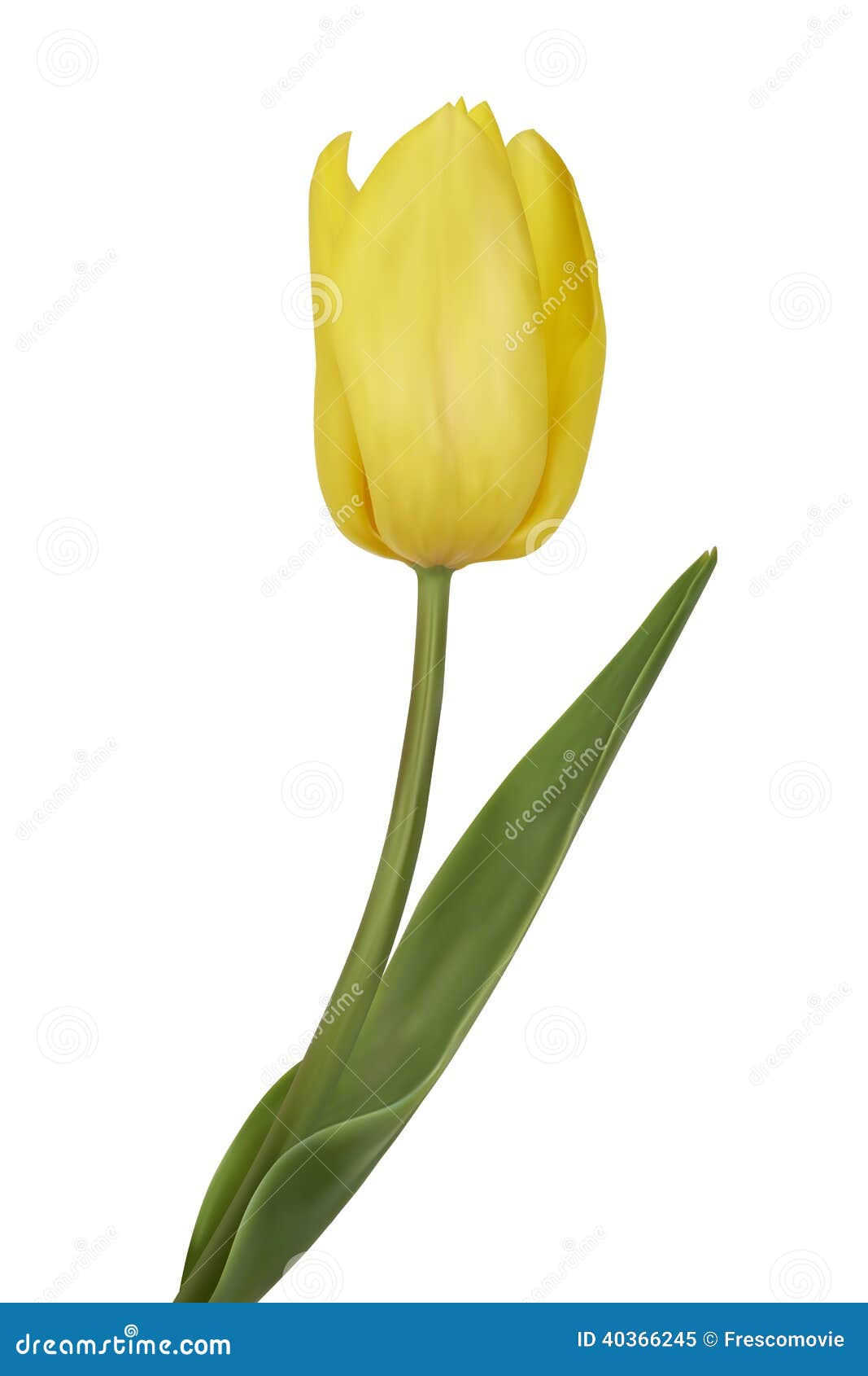  Yellow  Tulips  Stock Vector  Image 40366245