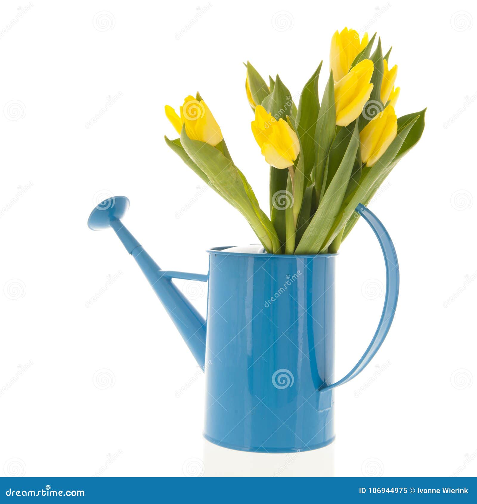 Yellow Tulips in Watering Can Stock Image - Image of dutch, bunch ...