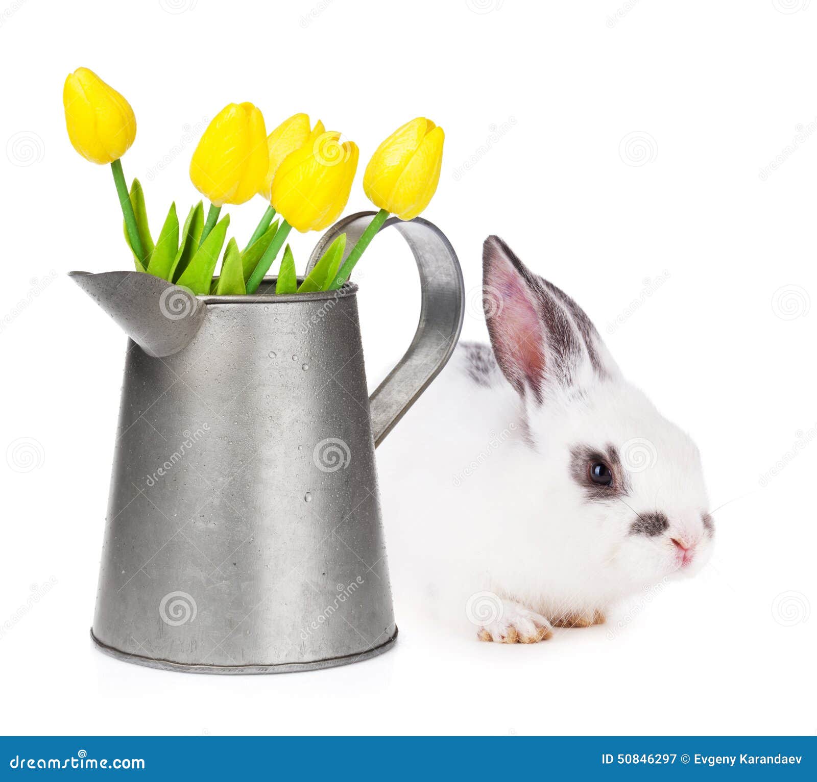 Yellow Tulips in Watering Can and Easter Rabbit Stock Image Image of