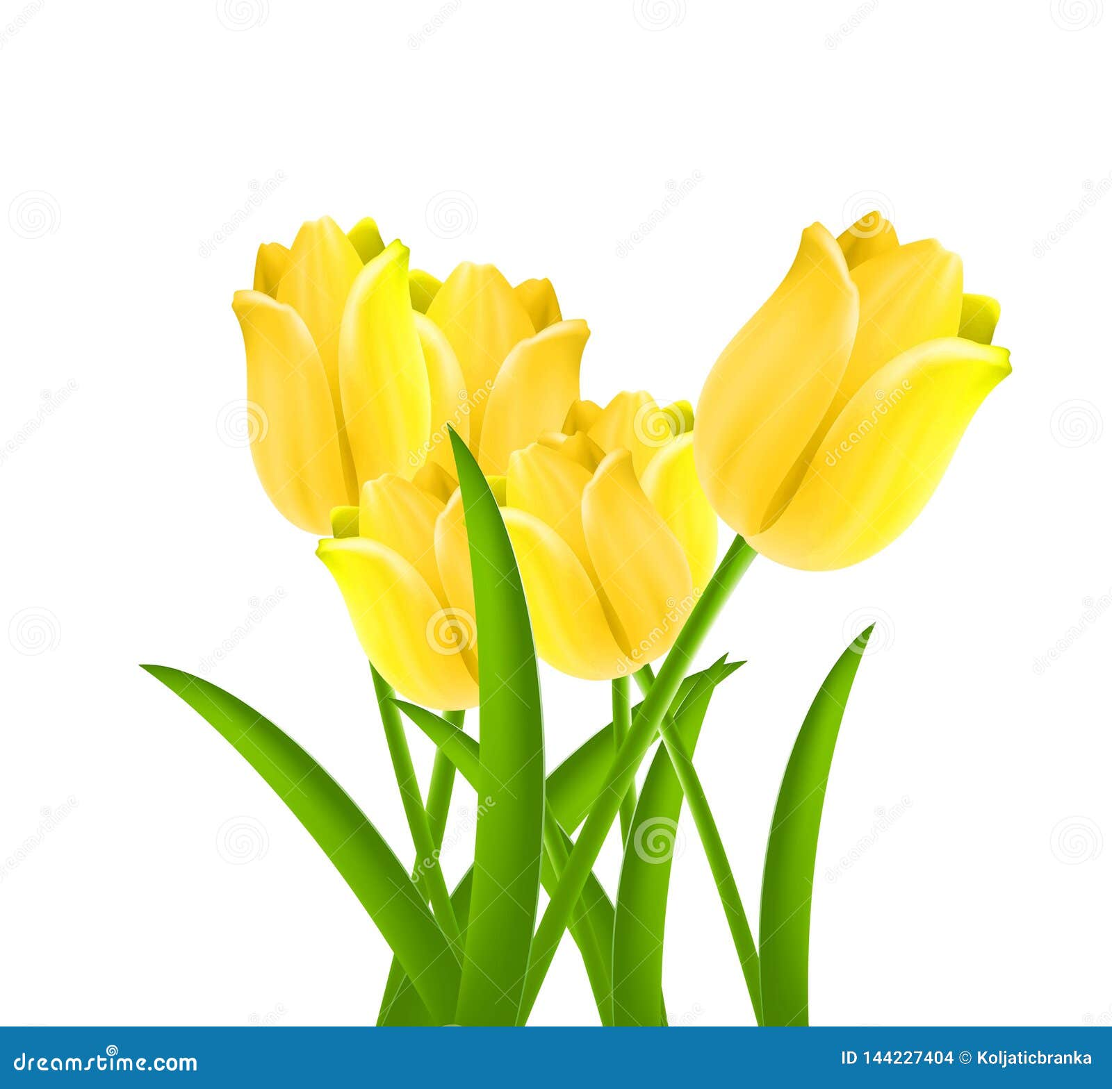 Yellow Tulips on a White Background Stock Vector - Illustration of lilac,  home: 144227404