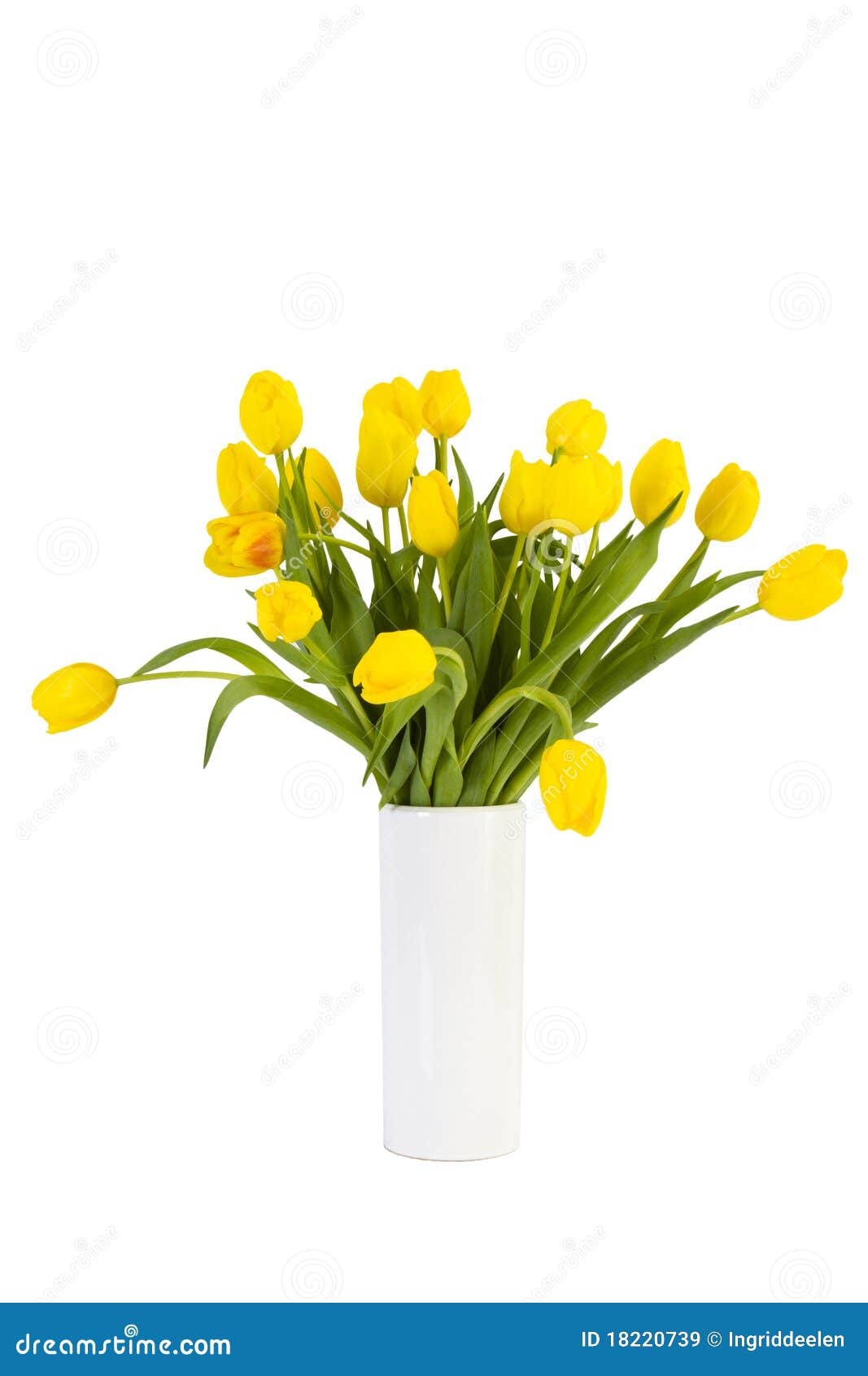 Yellow Tulips in White Vase Stock Image Image of holland, spring