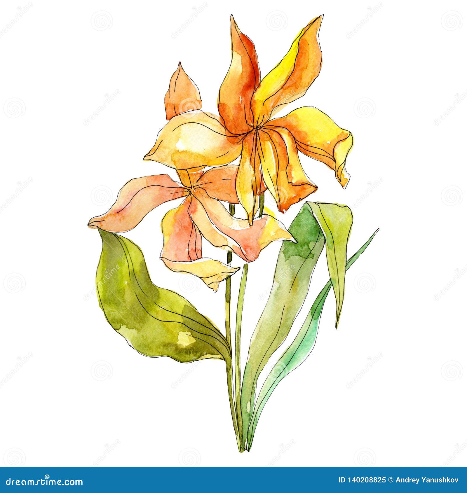 Yellow Tulipt Floral Botanical Flowers. Watercolor Background ...