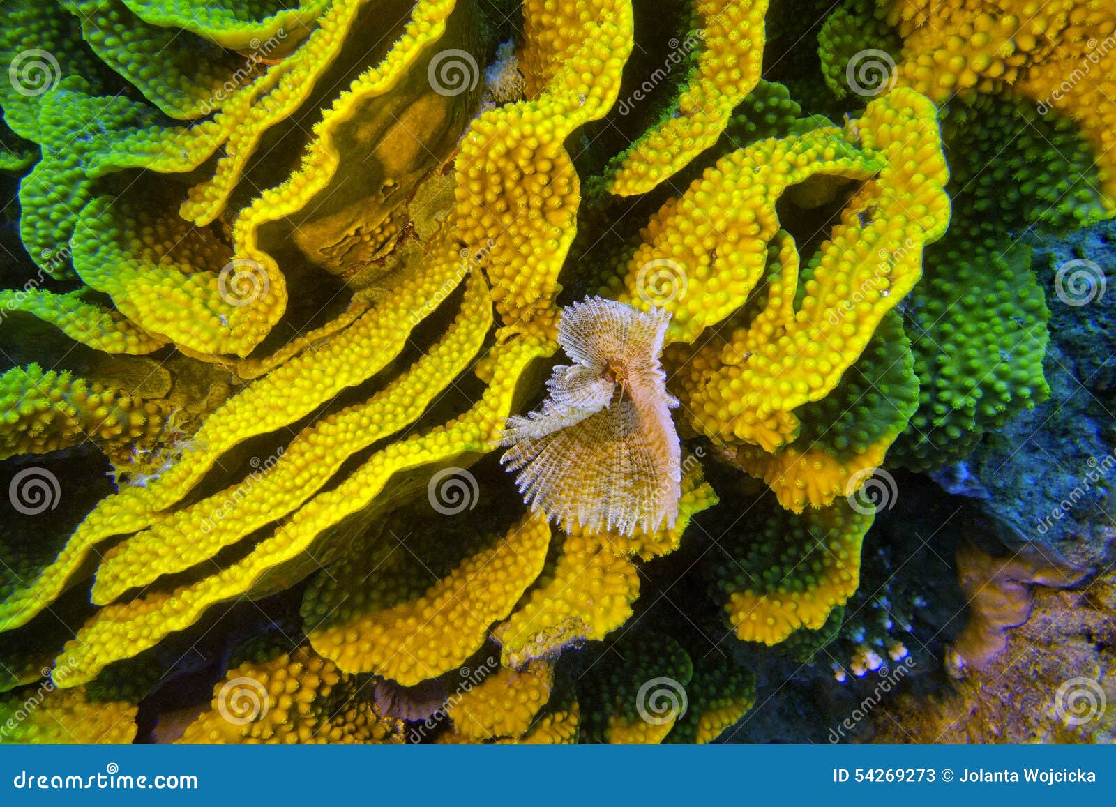 Yellow Turbinaria Mesenterina Coral and Fan Worm, Underwater Stock ...