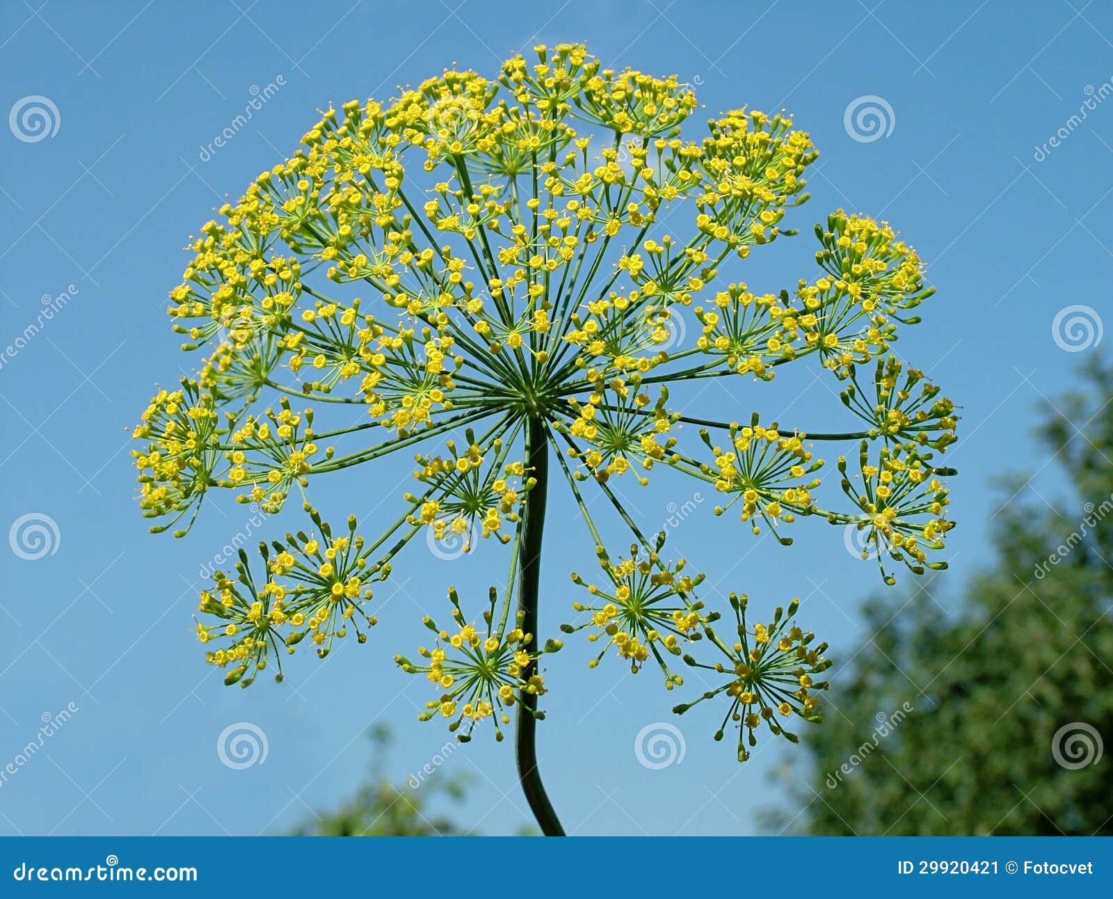 Yellow flowers of fennel. stock image. Image of fennel 29920421