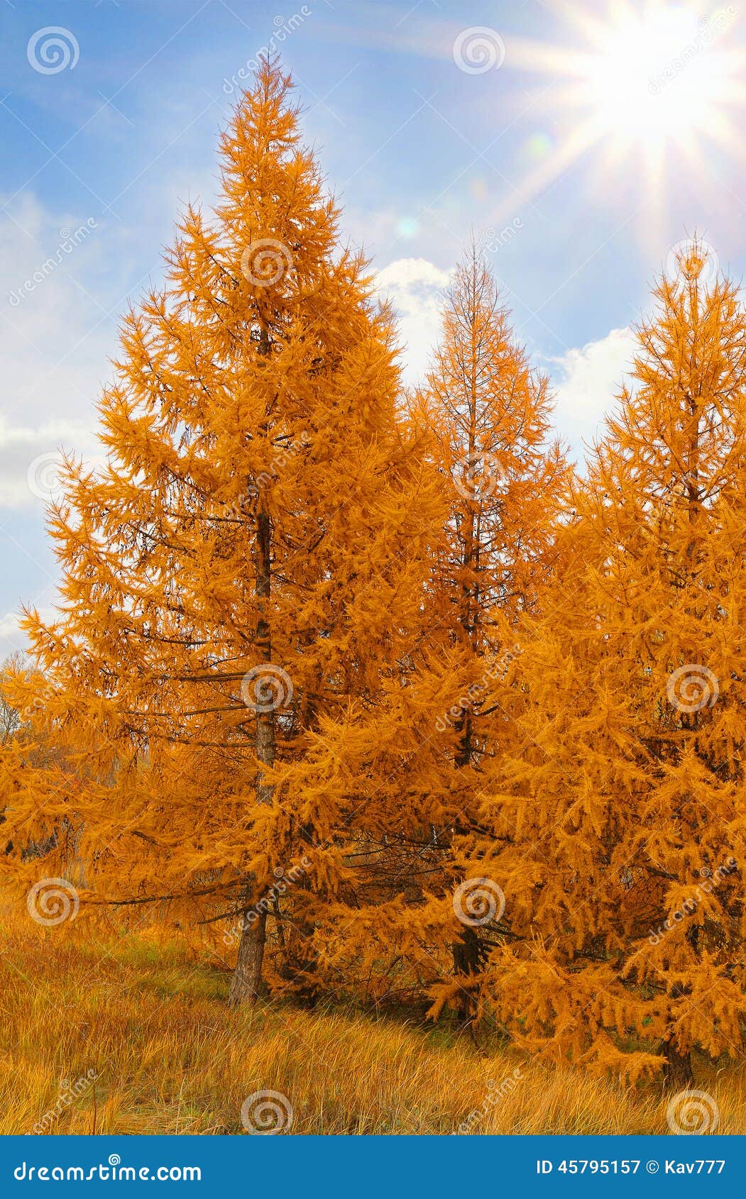 yellow ÃÂ°utumn conifers