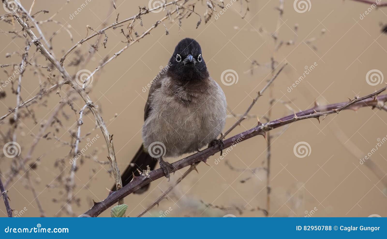 yellow-vented bulbul on shrubs