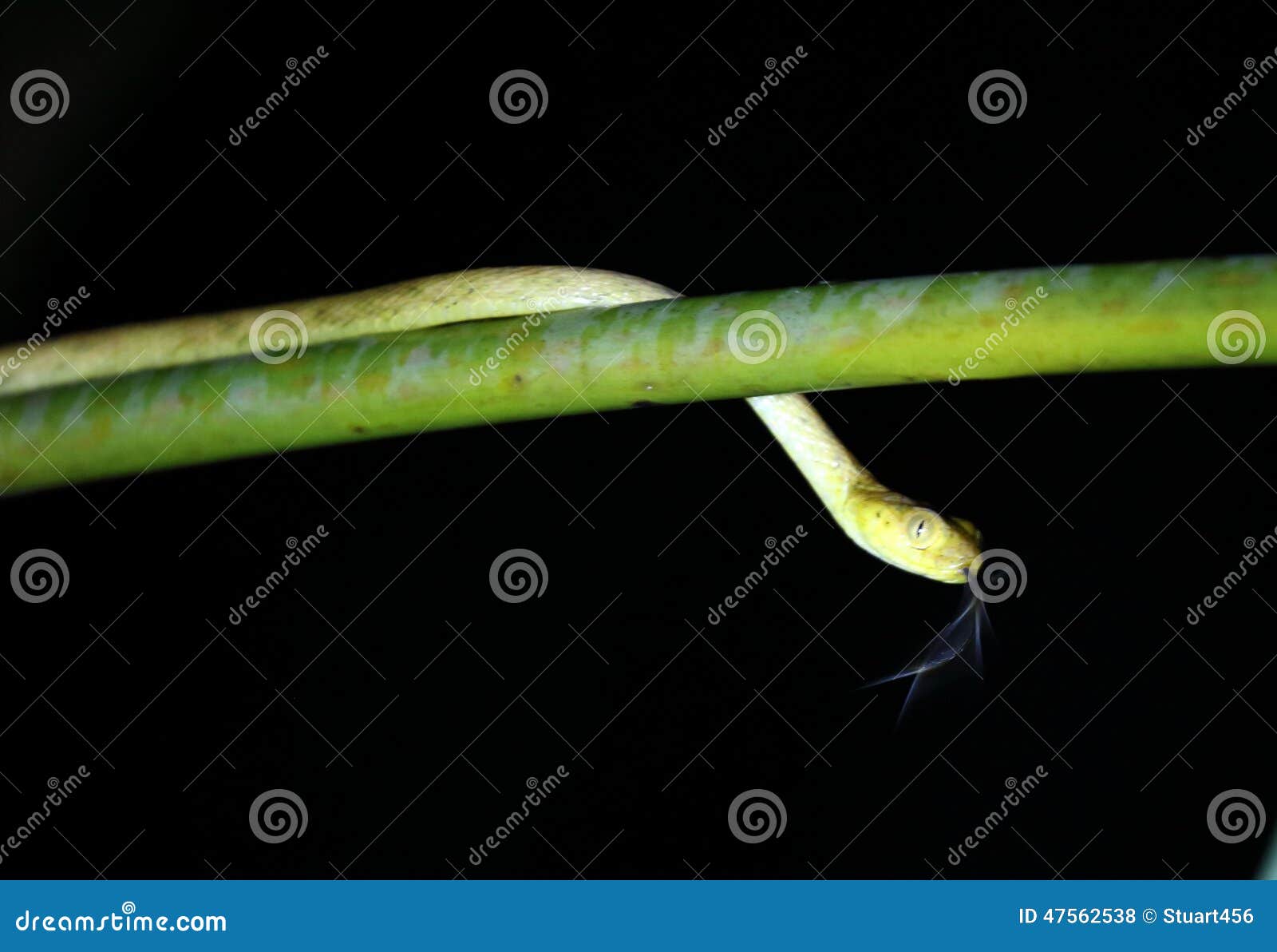 The Flickering Tongue RoyaltyFree Stock Photography CartoonDealer