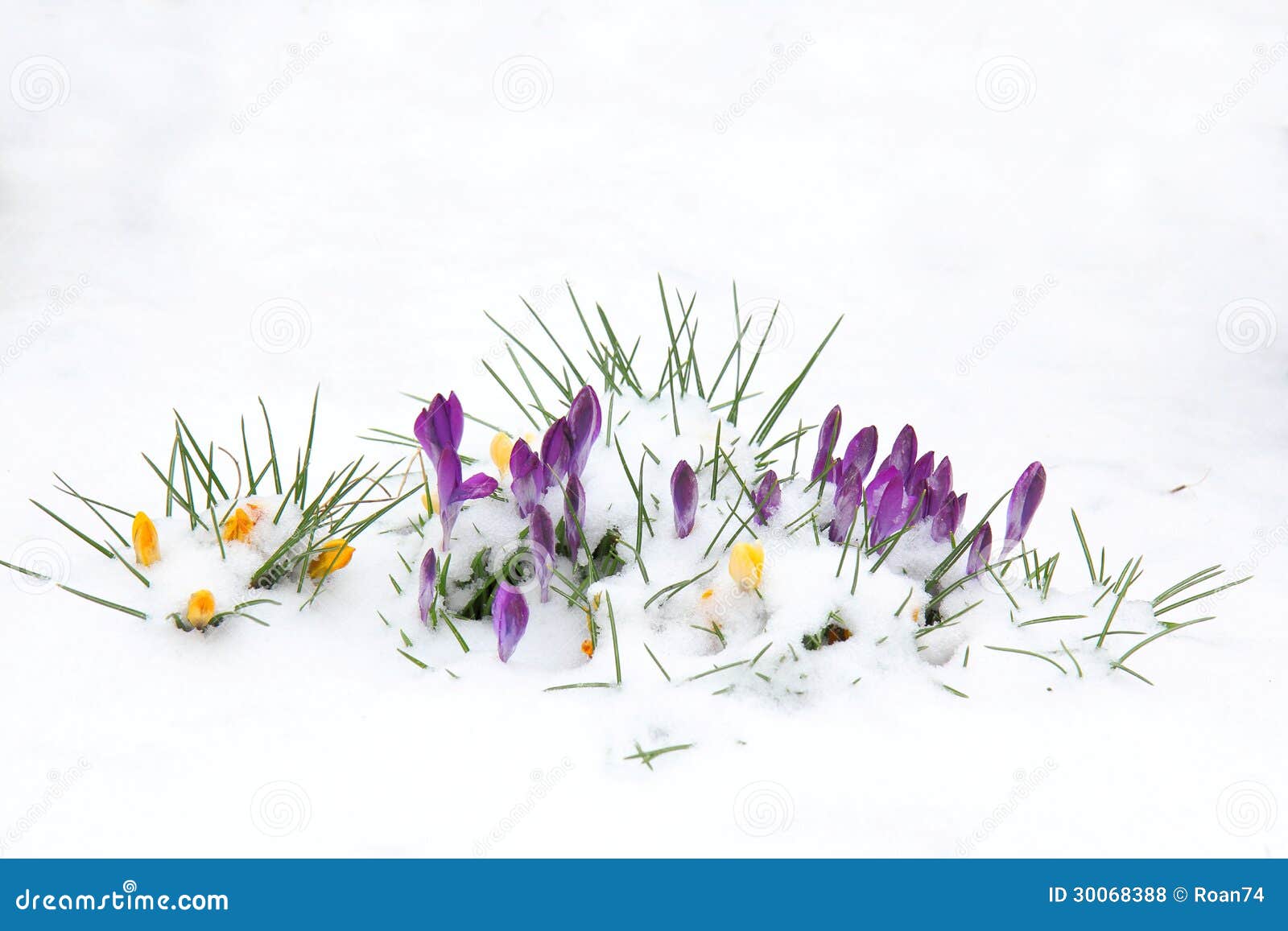 clip art snow flowers - photo #38