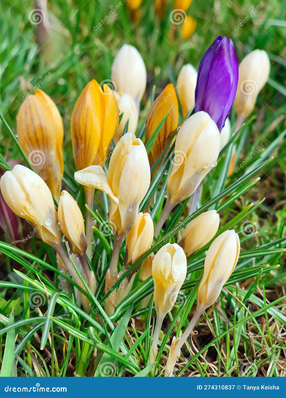 yellow and violet crocuses or crocus chrysanthus blooming with dew drops in early spring