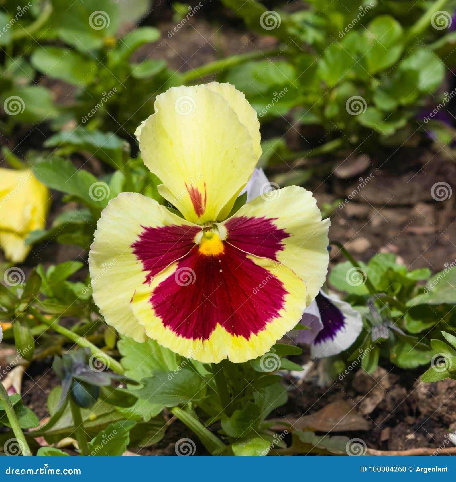 Yellow and Violet Viola Flower Detailed Macro, Selective Focus, Shallow ...