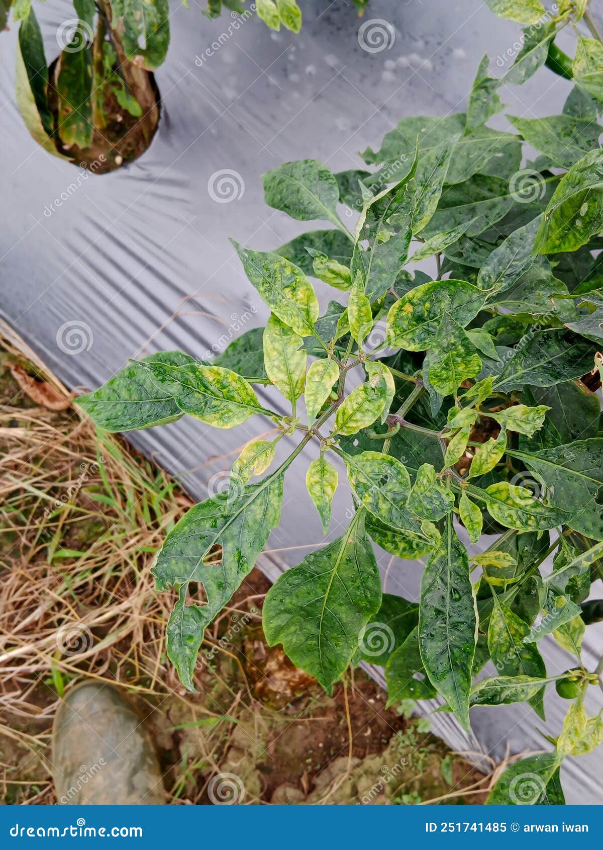 Yellow Virus Portrait on Big Red Chili Plant Stock Image - Image of
