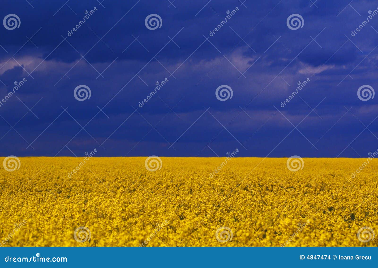 yellow vivid flowers