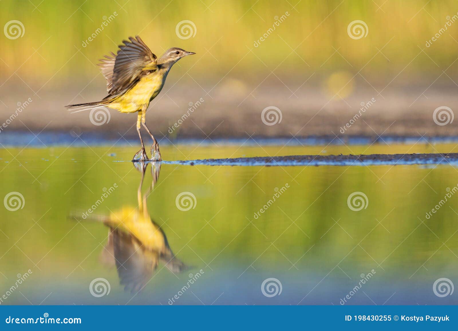 Yellow Wagtail Takes Off from the Water Stock Image - Image of animals, feather: 198430255 Yellow Wagtail Takes Off from the Water Stock Image - Image of animals, feather: 198430255