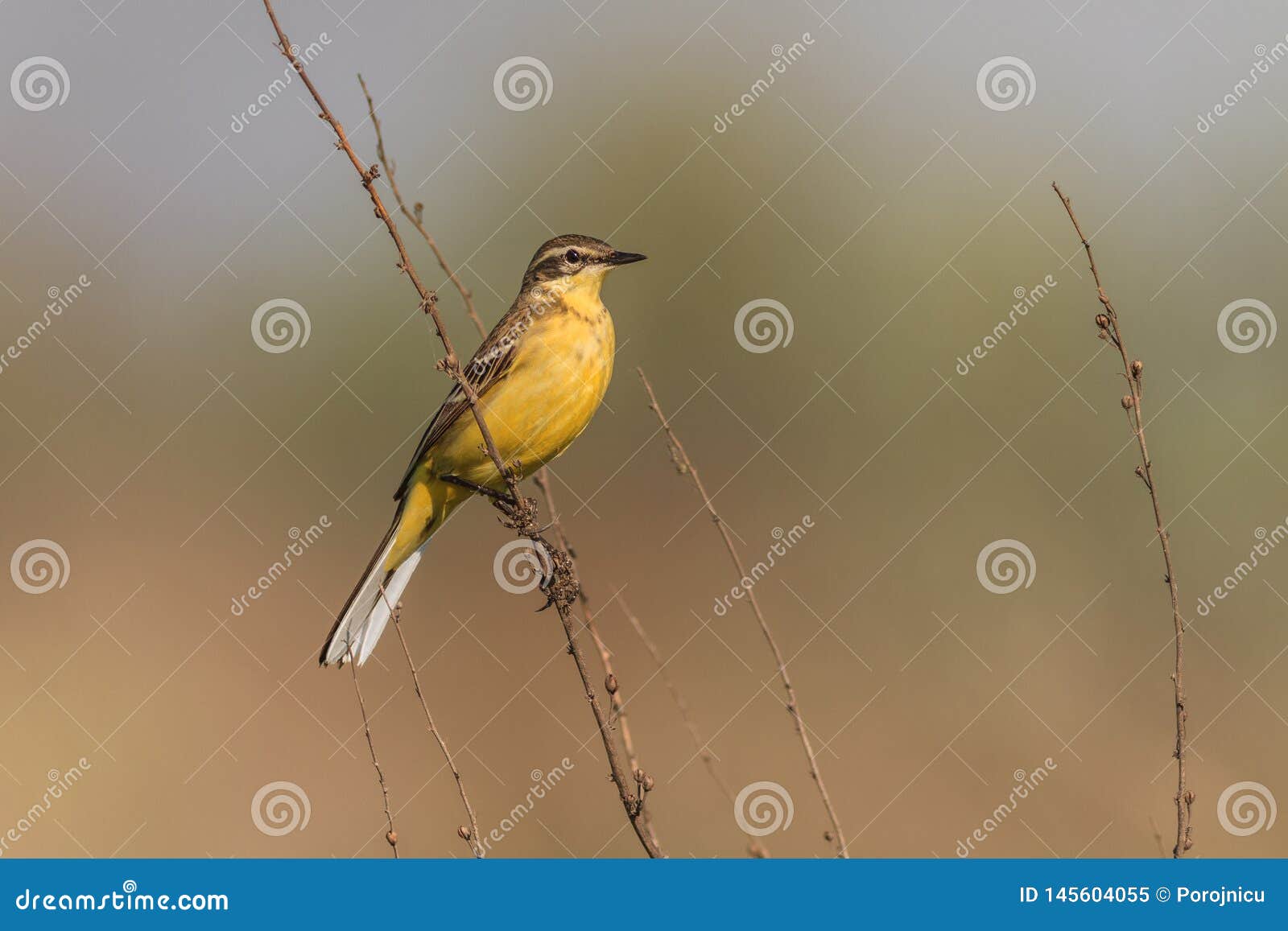 yellow wagtail warble