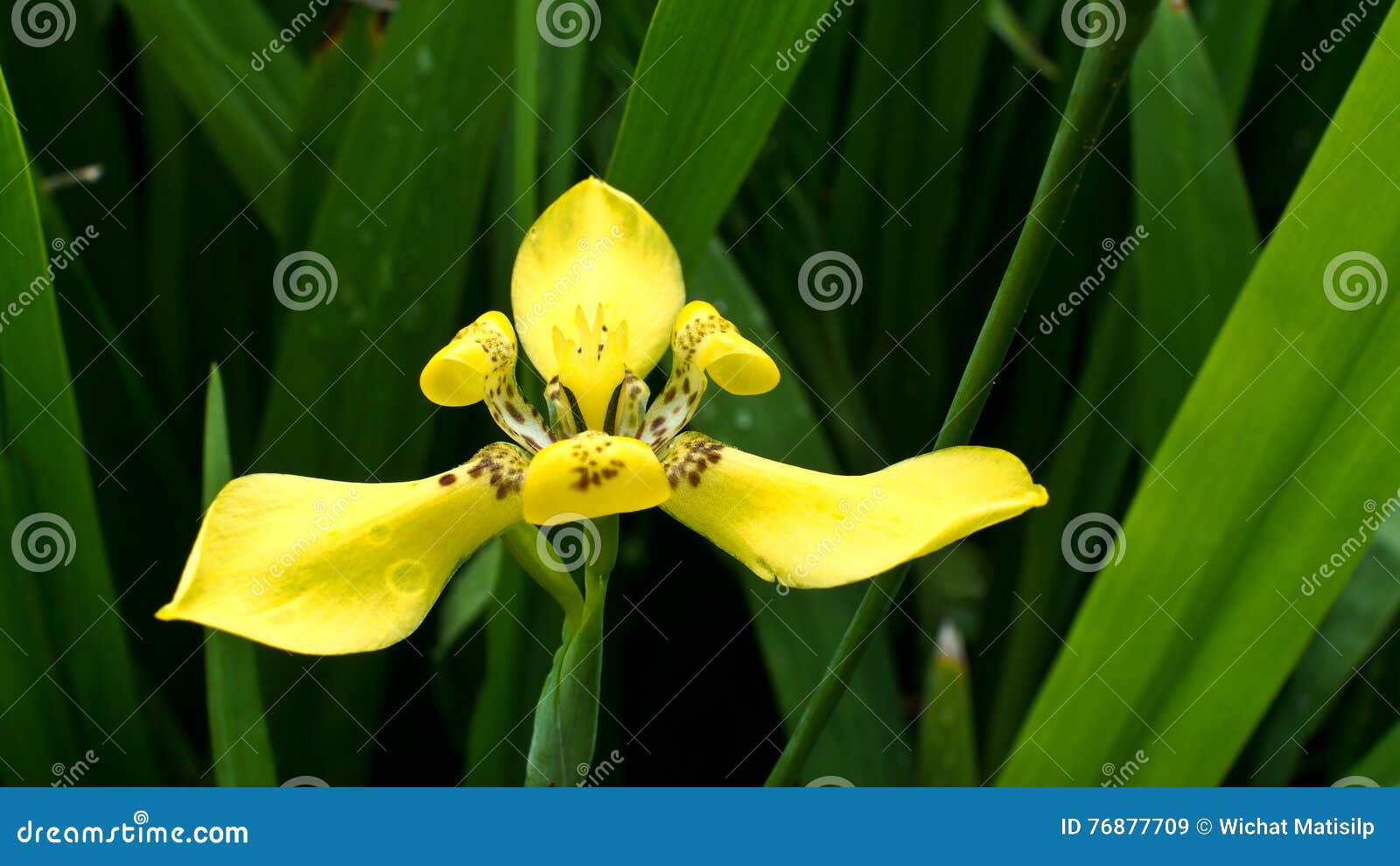 Yellow walking iris Flower stock image. Image of iris 76877709