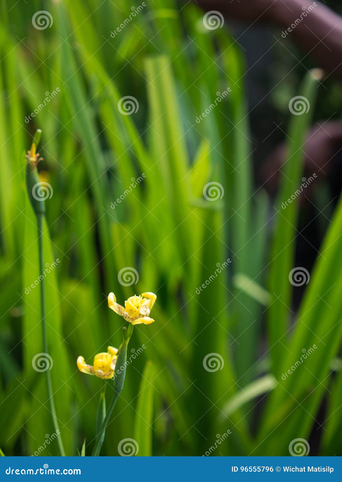 Yellow Walking Iris Flowers Blooming Stock Photo Image of flora