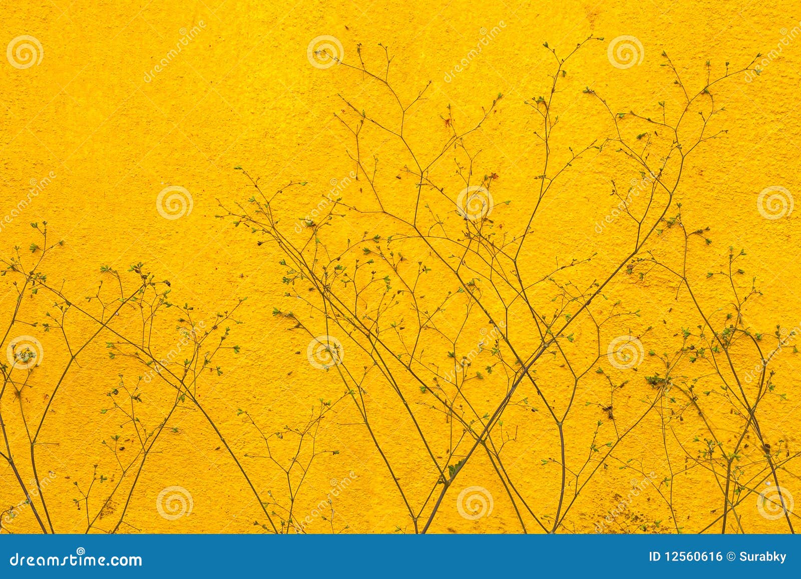 Yellow wall stock photo. Image of floral, brush, climber - 12560616