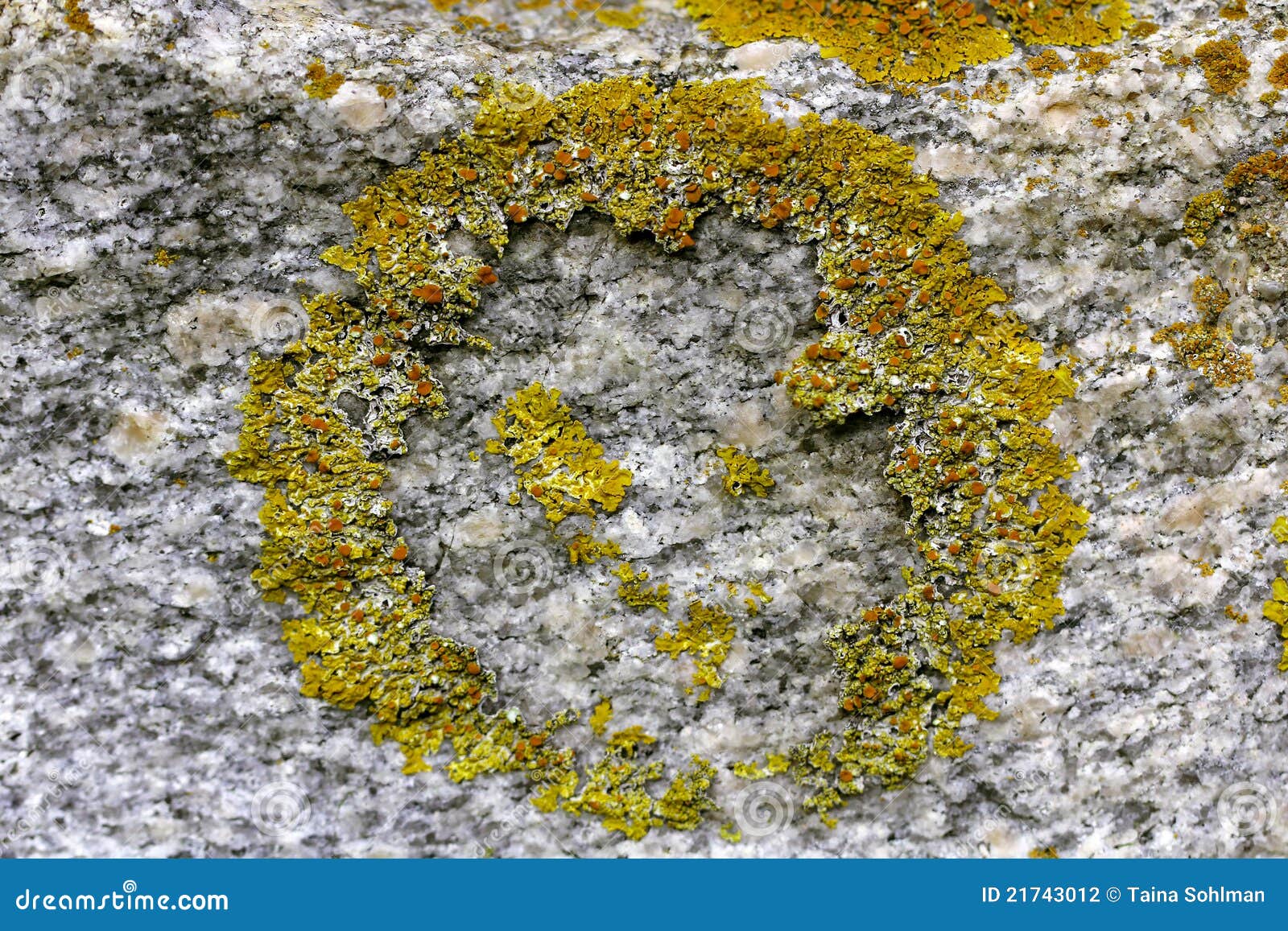 Yellow Wall Lichen, Xanthoria Parietina Stock Photo Image of