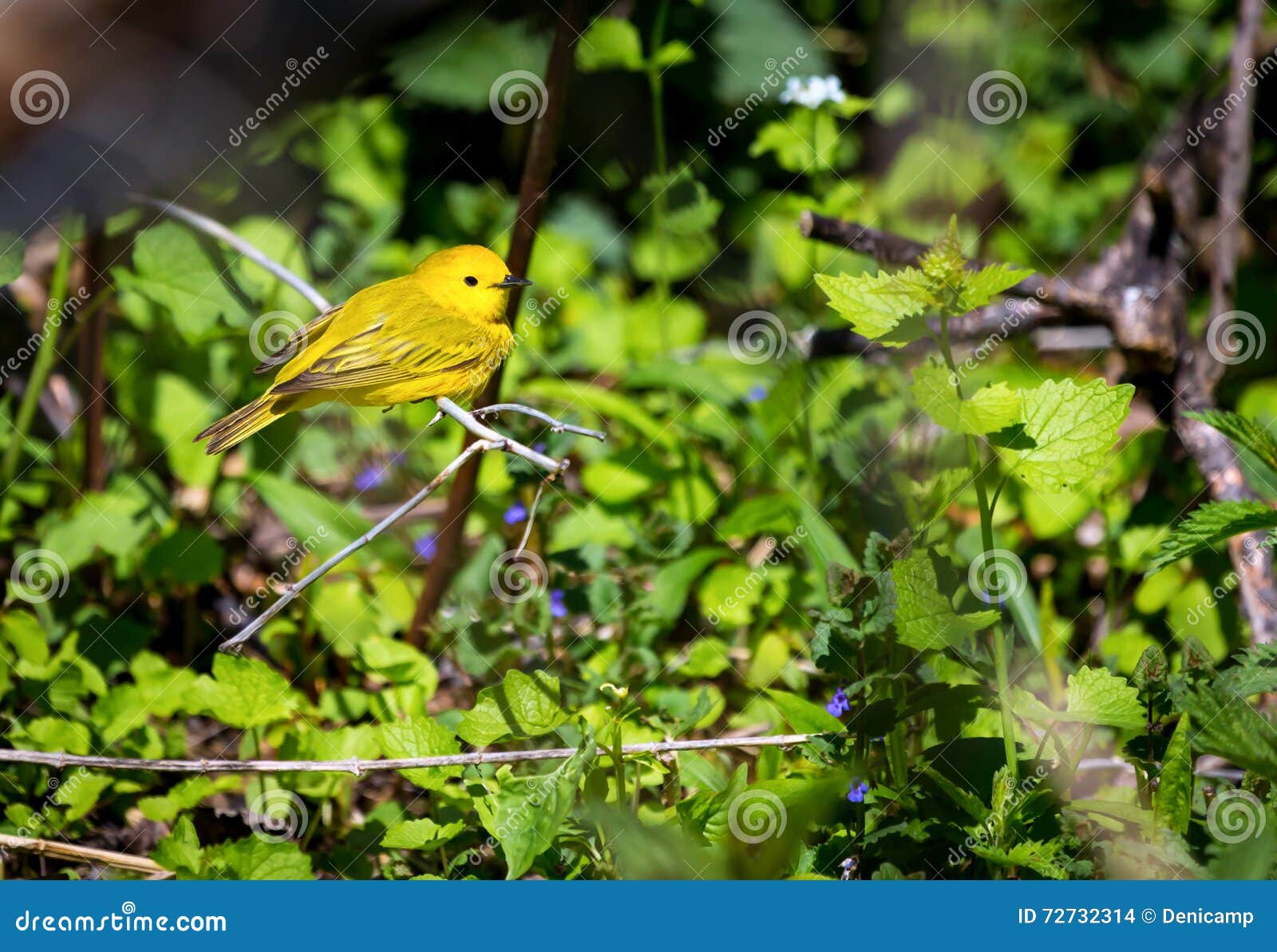Yellow Warbler Female. stock photo. Image of birding - 72732314