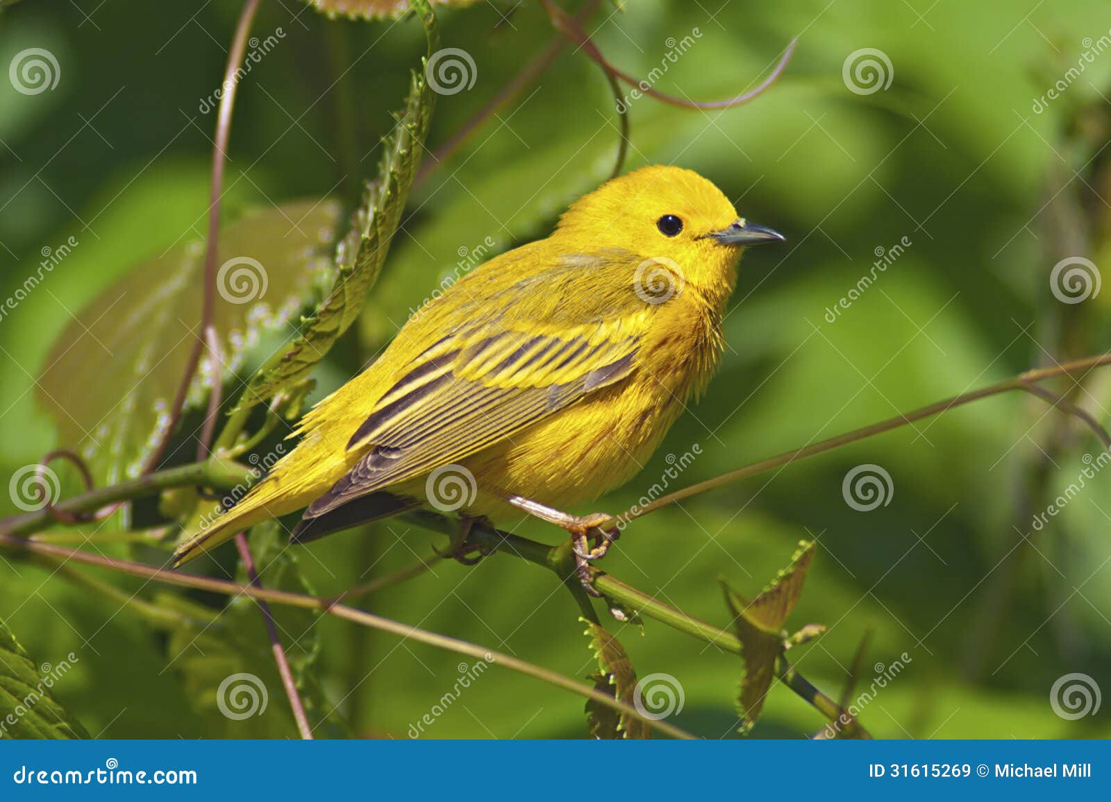 Yellow Warbler stock image. Image of male, environment 31615269