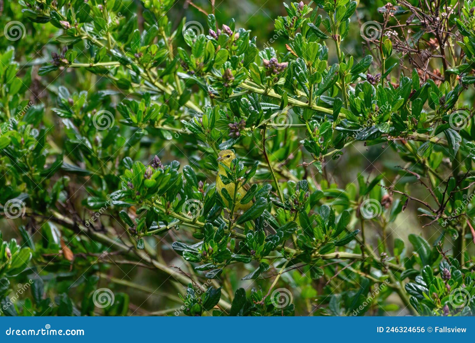 yellow warbler resting on tree branches