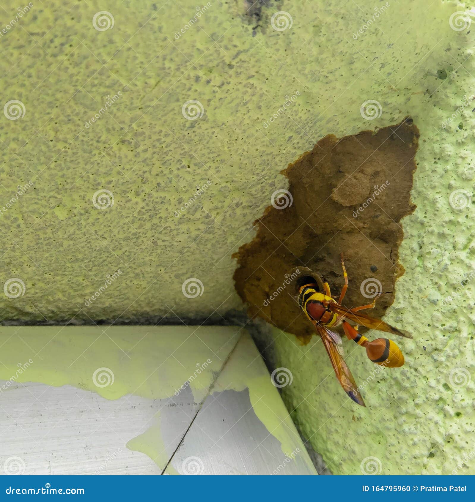 Yellow Wasp Making Mud House in the Corner of Windows Shield of Wall, Wild Life, Animal Theme Stock Photo - Image of yellow, animal: 164795960 Yellow Wasp Making Mud House in the Corner of Windows Shield of Wall, Wild Life, Animal Theme Stock Photo - Image of yellow, animal: 164795960