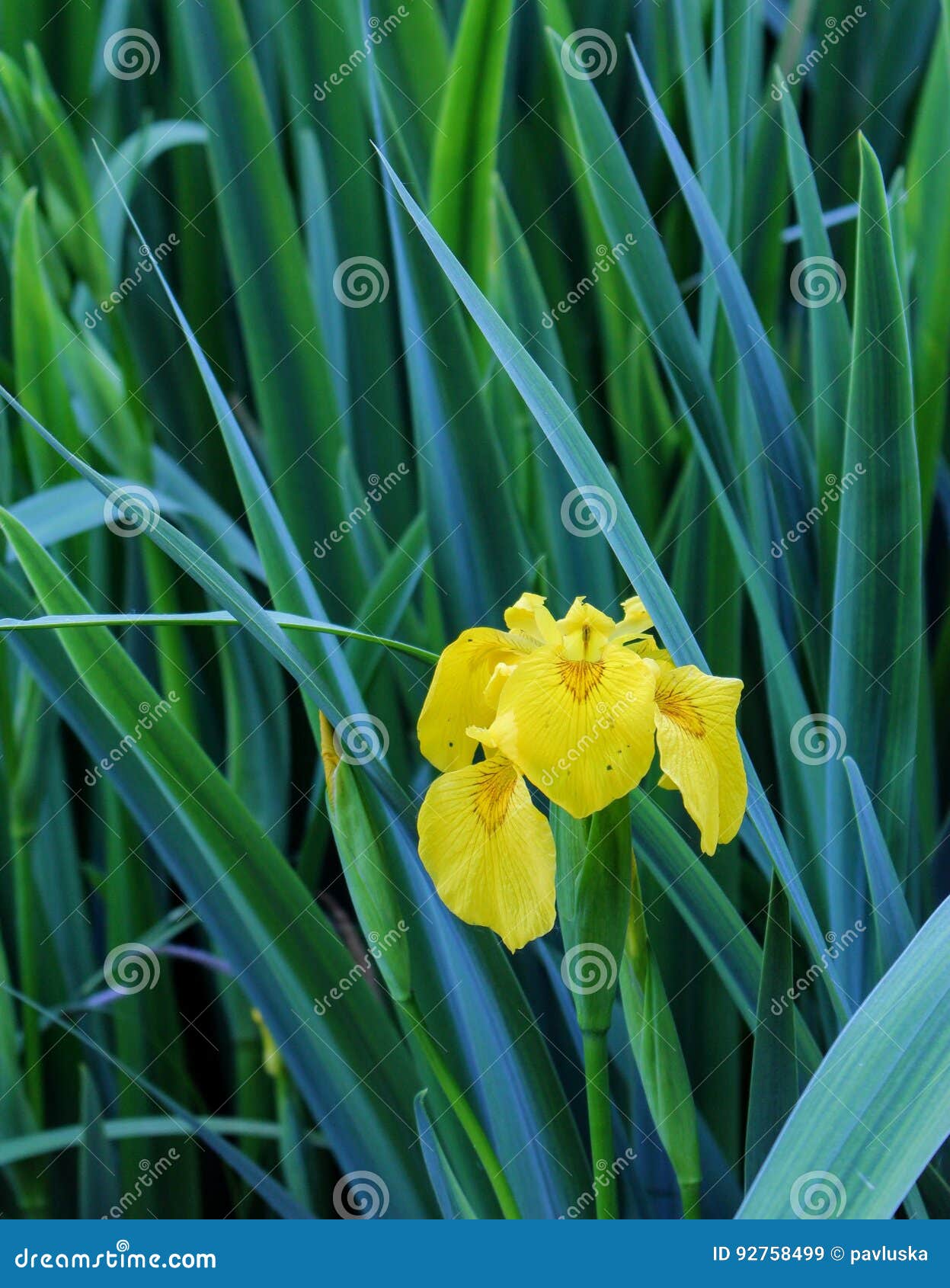 Yellow water iris stock image. Image of park, water, spring 92758499