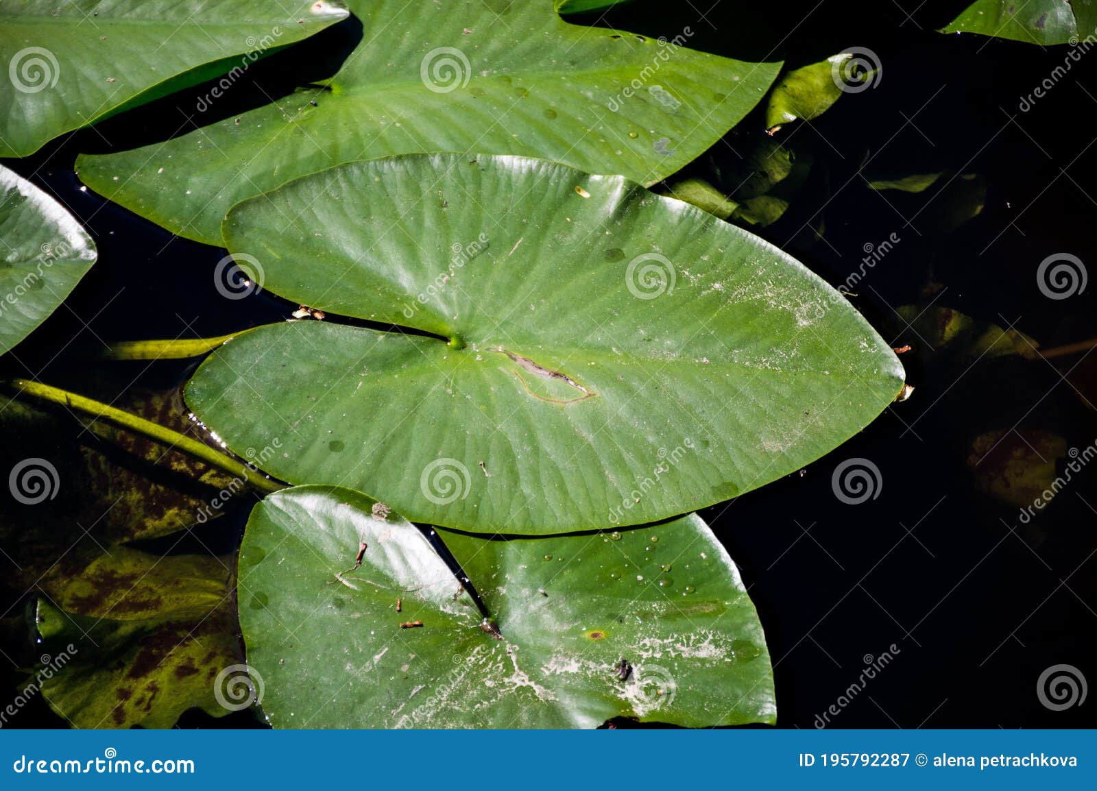 Yellow Water Lilies Leaves in the Pond Stock Image - Image of flower ...