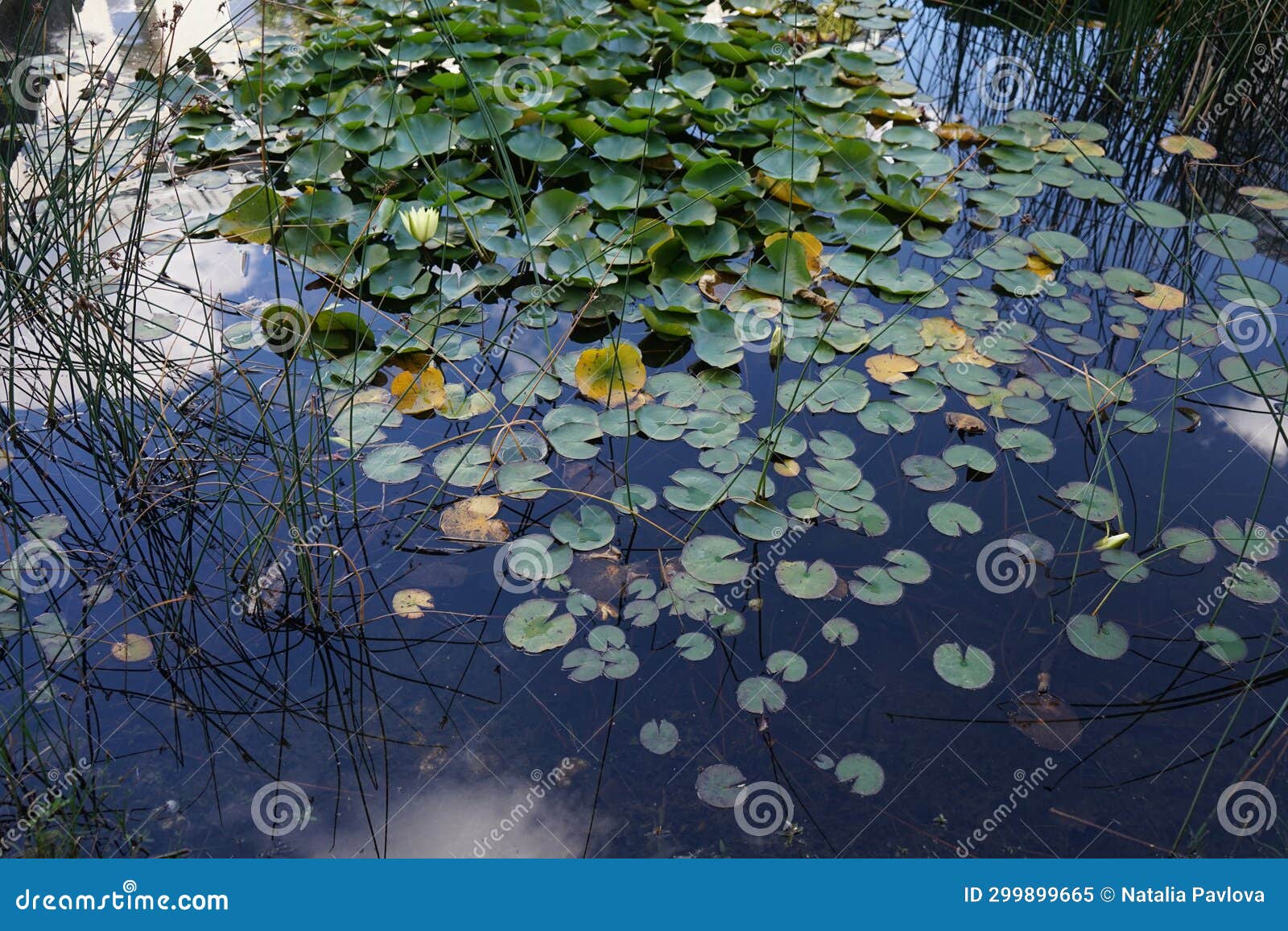 yellow water lilies, nymphaea x cult., bloom in a pond at innovationspark wuhlheide in september. berlin, german