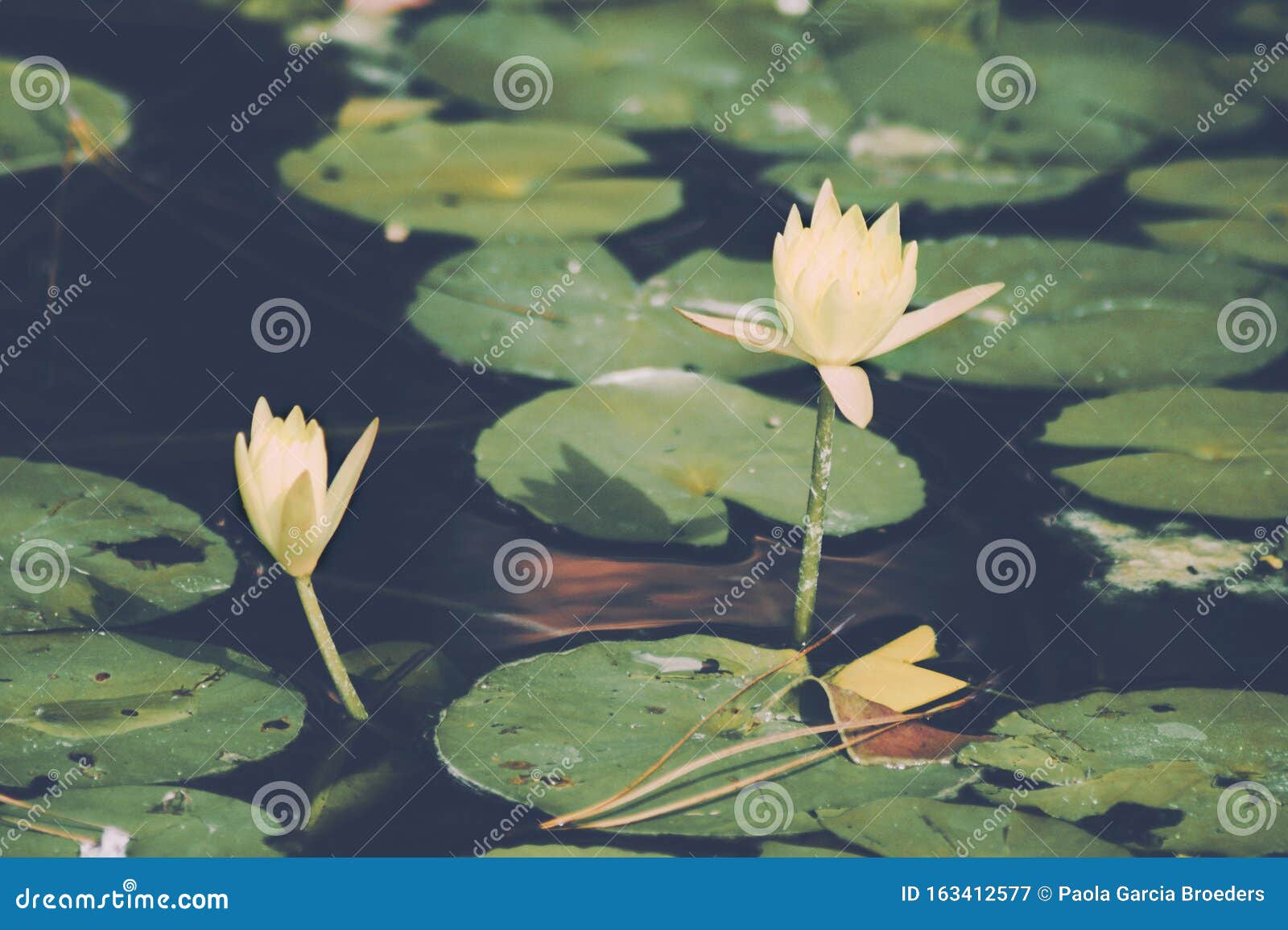 Yellow Waterlilys Nymphaea Mexicana Stock Image Image Of Lilies