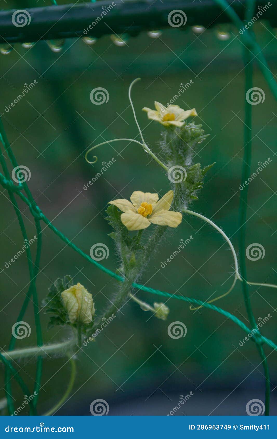 Yellow Watermelon Flower in a Vegetable Garden Stock Image Image of