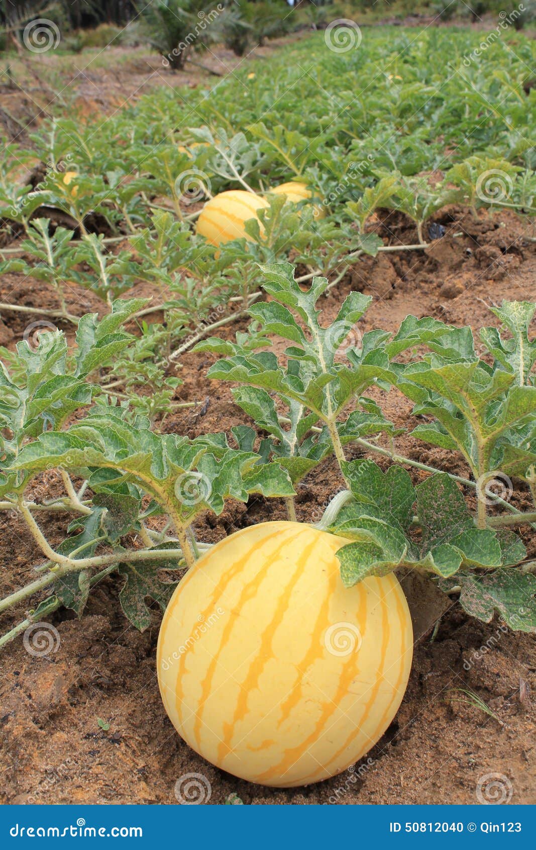 Yellow Watermelons Growing in the Field Stock Photo Image of farming
