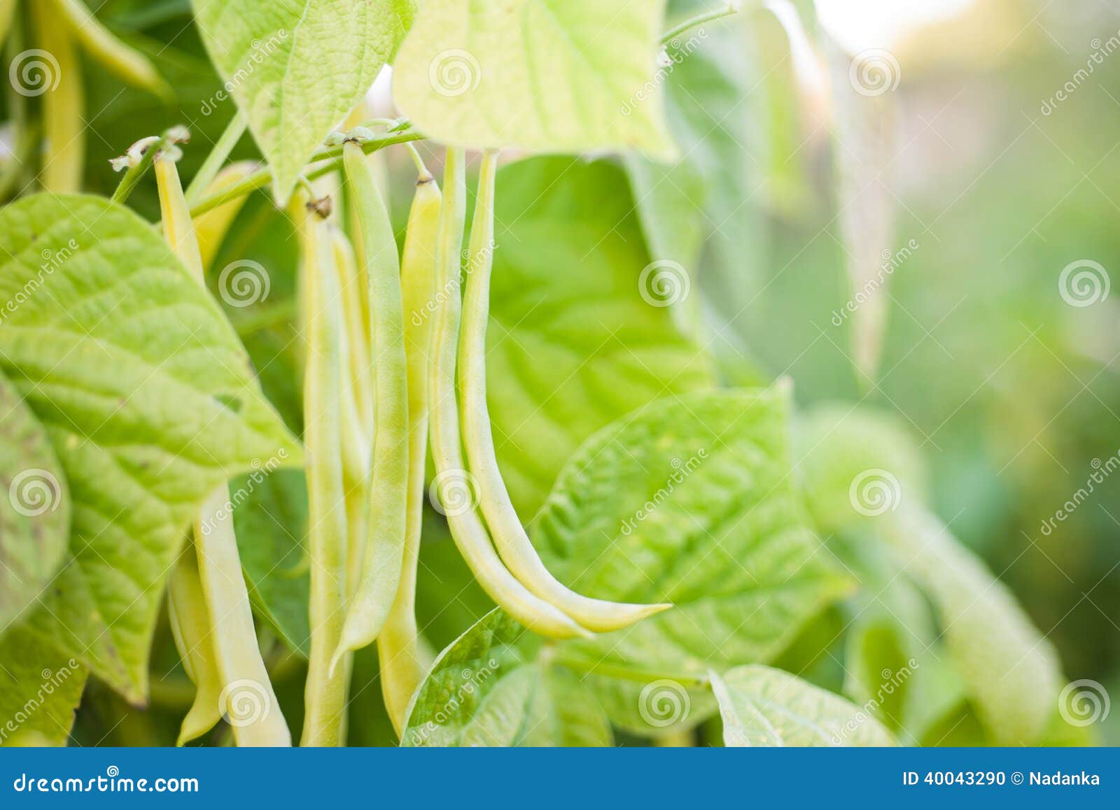 Yellow wax bean stock photo. Image of farming, homegrown 40043290