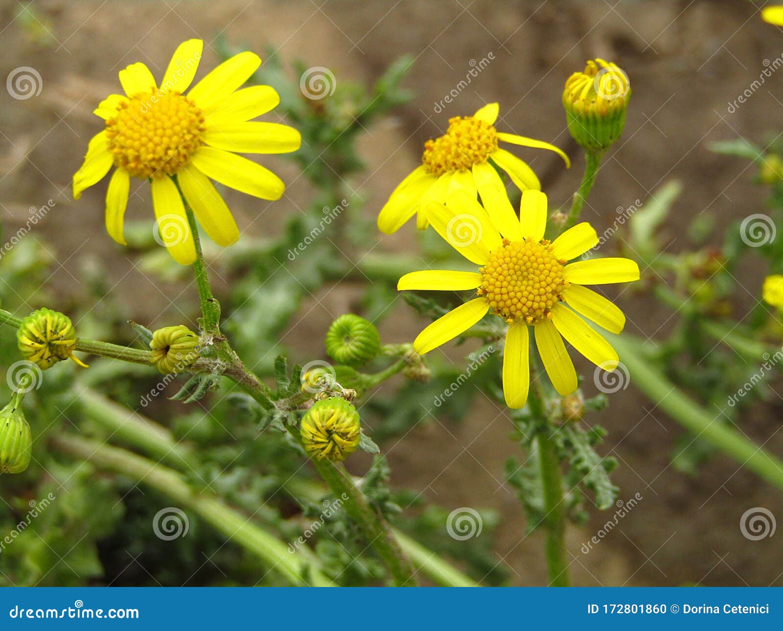 Yellow Weed, Eastern Groundsel Senecio Vernalis Stock Photo Image of