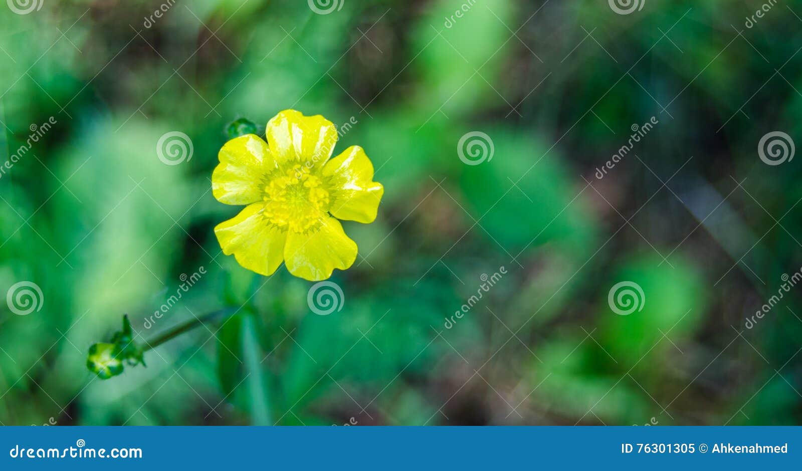 yellow flower weed ontario