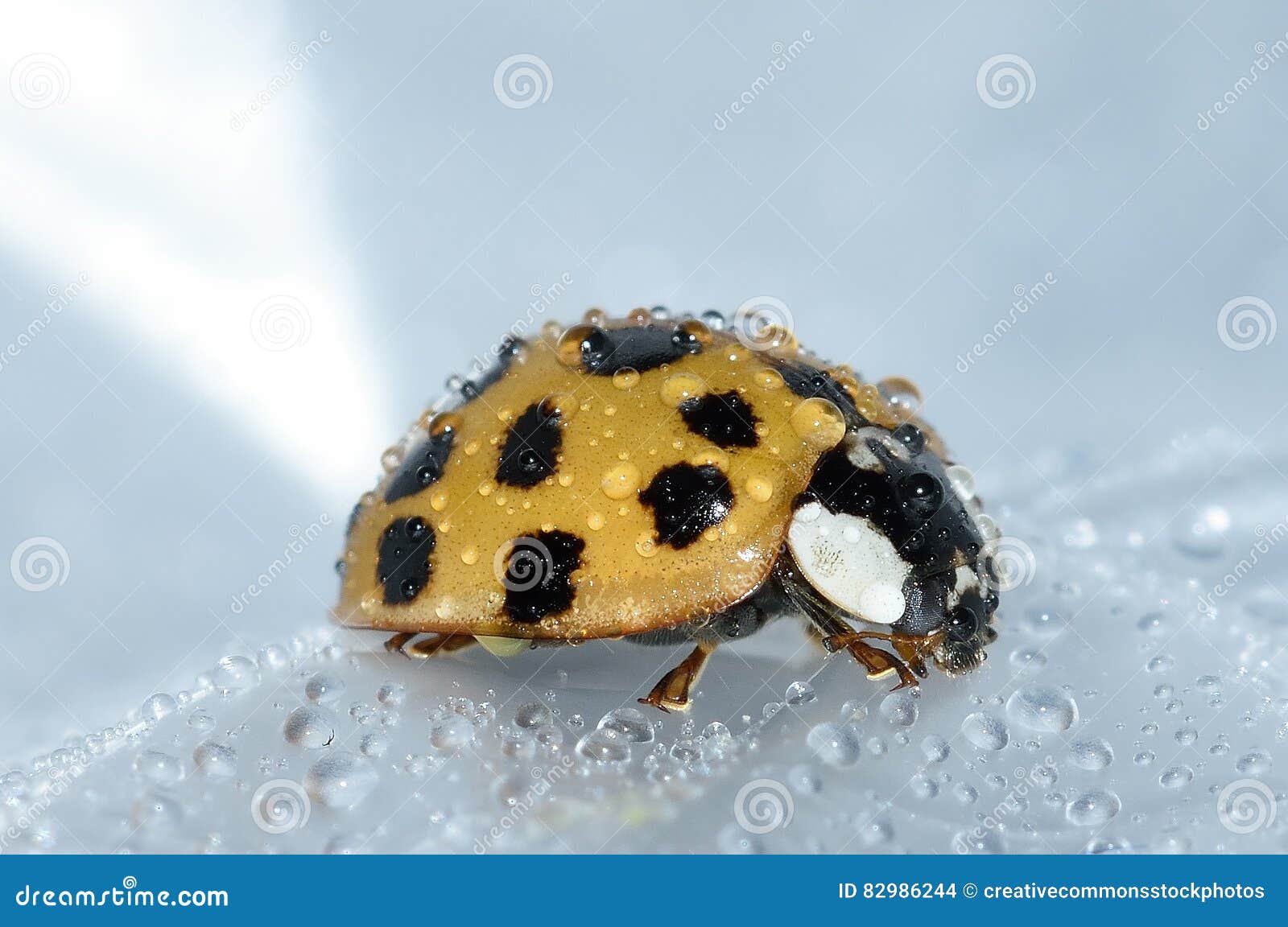 Yellow Wet Ladybug Picture. Image 82986244