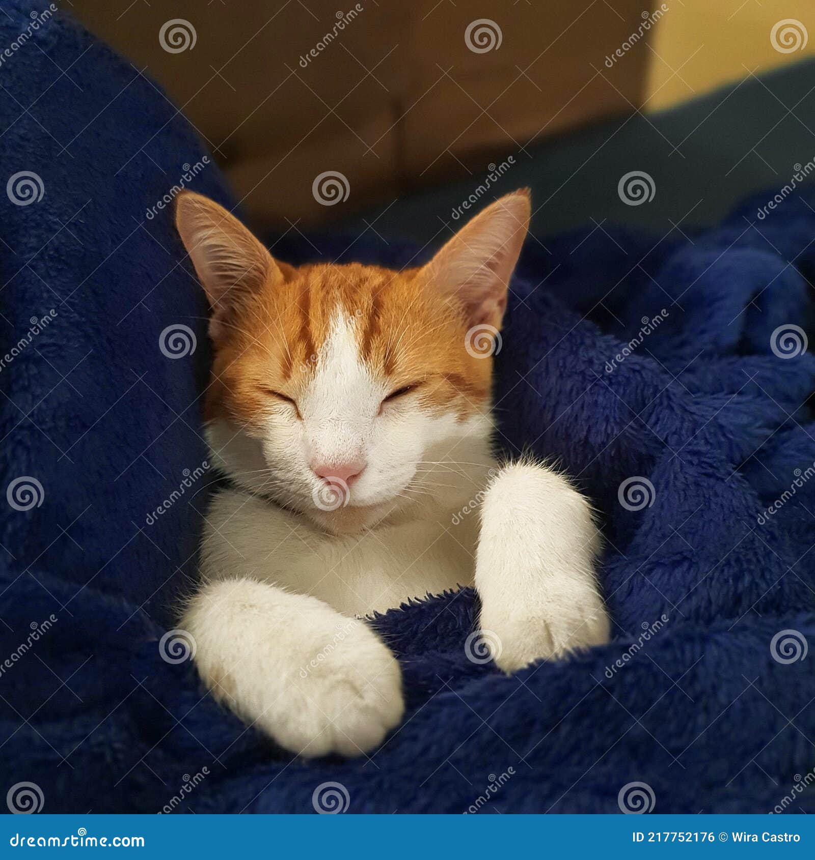 gato amarelo e branco dormindo em cobertores azuis em sono profundo