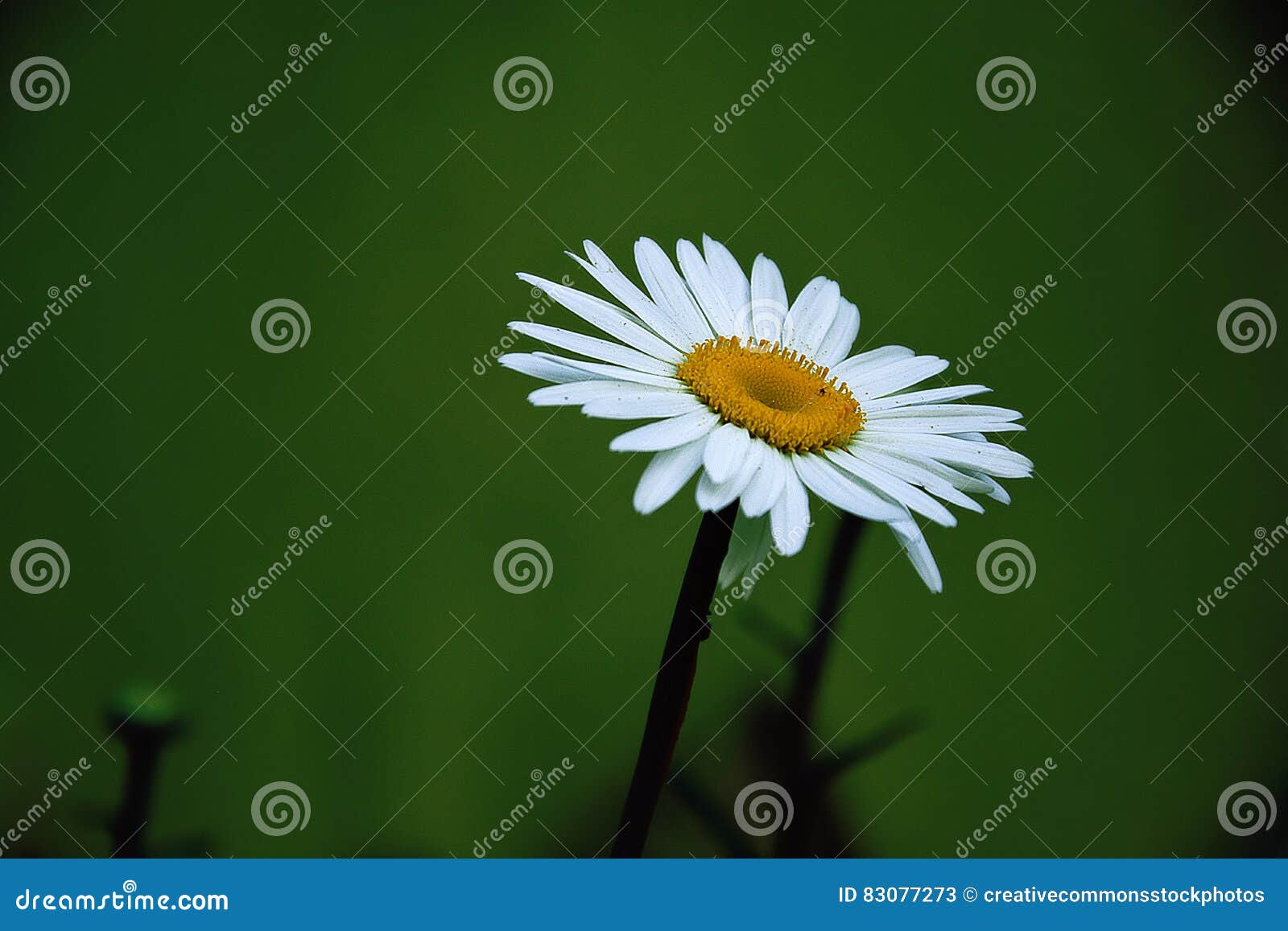 Yellow And White Daisy Flower Picture. Image 83077273